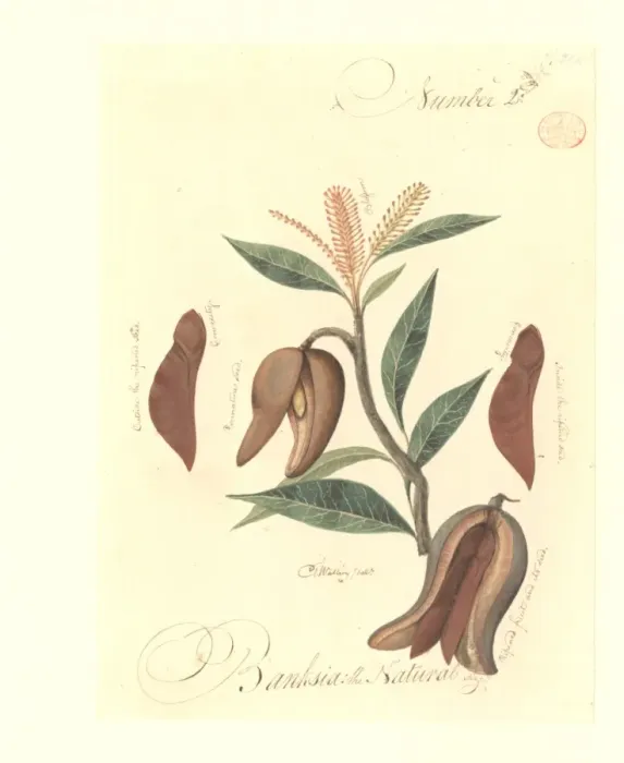 Framed Print : A species of Banksia Framed Print : A species of Banksia