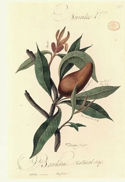 A species of Banksia
