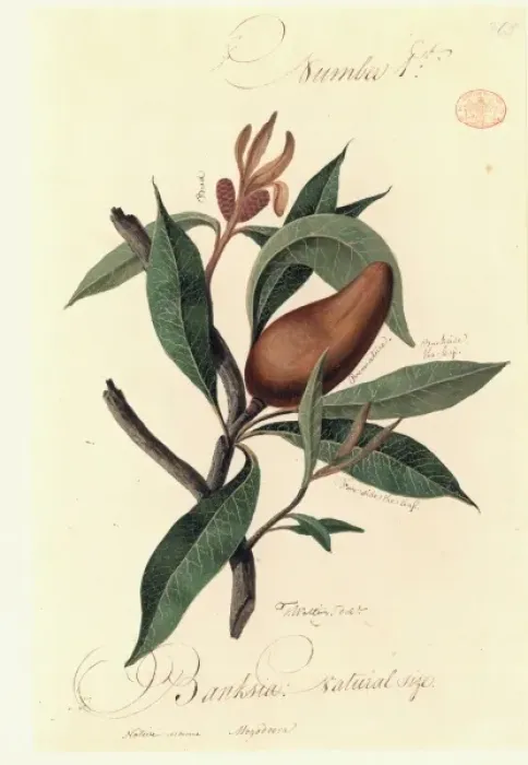Framed Print : A species of Banksia Framed Print : A species of Banksia