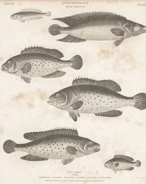 Framed Print : Species of bass, hind, perch, etc Framed Print : Species of bass, hind, perch, etc