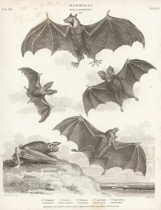 Framed Print : Species of bats and flying fox Framed Print : Species of bats and flying fox