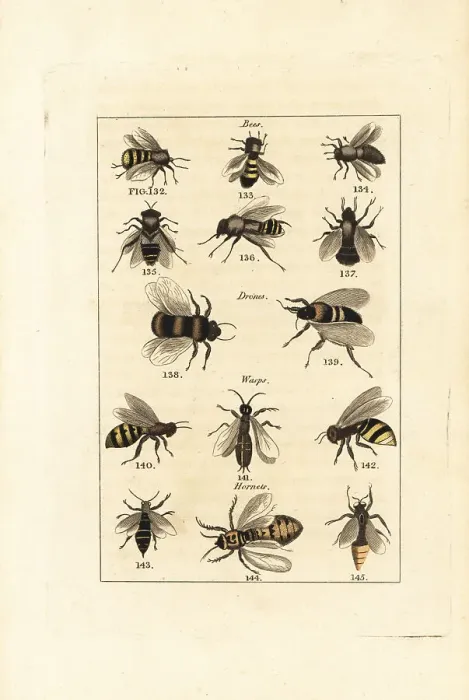 Framed Print : Species of bees, drones, wasps and hornets Framed Print : Species of bees, drones, wasps and hornets