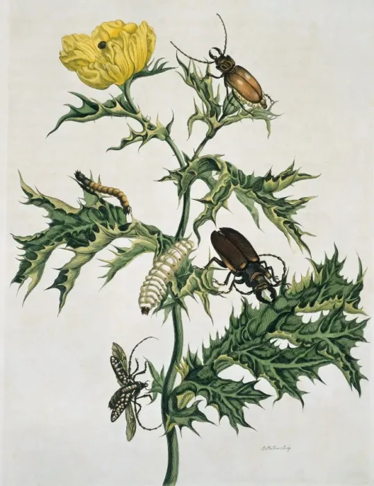 Framed Print : Two species of beetle Framed Print : Two species of beetle