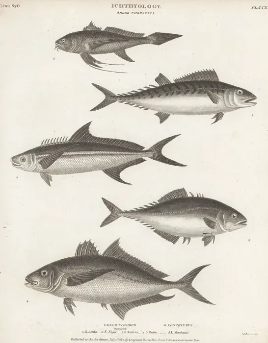Framed Print : Species of bonito, cobia, leatherjacket and croaker Framed Print : Species of bonito, cobia, leatherjacket and croaker