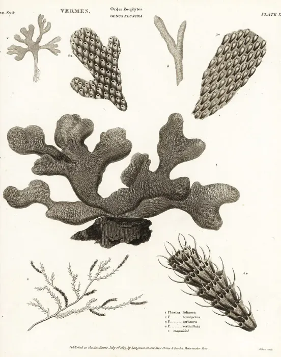 Framed Print : Species of Bryozoans Framed Print : Species of Bryozoans