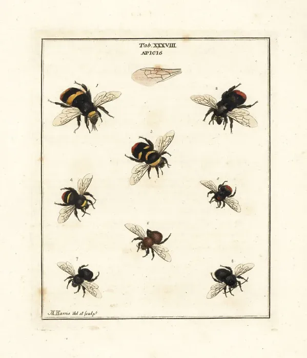 Framed Print : Species of bumble-bees and carder bees Framed Print : Species of bumble-bees and carder bees