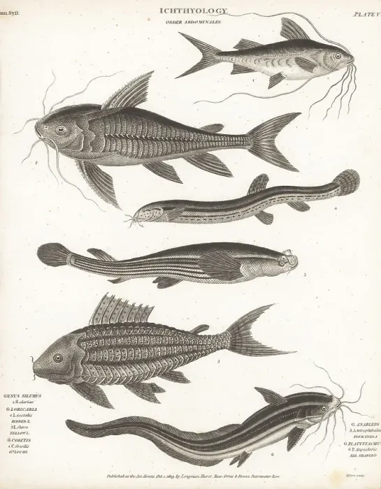 Framed Print : Species of catfish, weatherfish and four-eyes Framed Print : Species of catfish, weatherfish and four-eyes