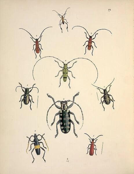Nine species of Cerambycid beetles