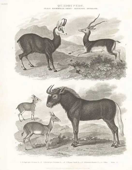 Framed Print : Species of chamois, blackbuck, antelope, gnu, etc Framed Print : Species of chamois, blackbuck, antelope, gnu, etc