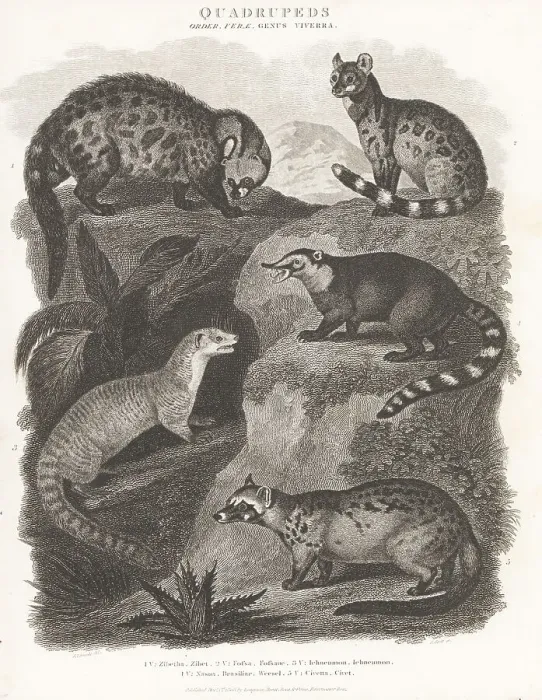 Framed Print : Species of civet, mongoose, and coati Framed Print : Species of civet, mongoose, and coati