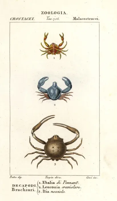 Framed Print : Species of crab Framed Print : Species of crab