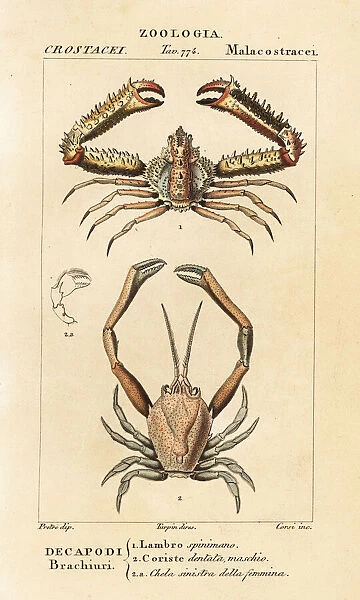 Species of crab