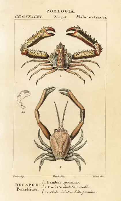 Framed Print : Species of crab Framed Print : Species of crab