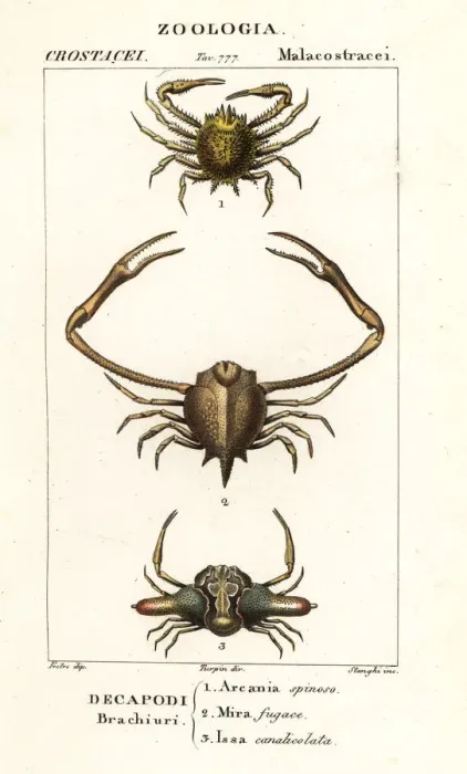 Framed Print : Species of crab Framed Print : Species of crab