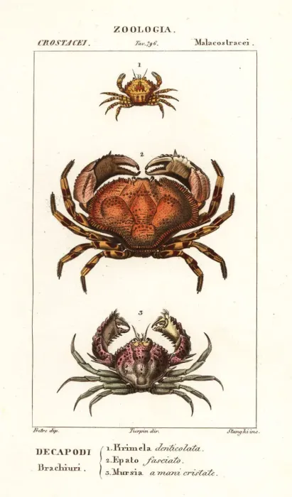 Framed Print : Species of crab Framed Print : Species of crab