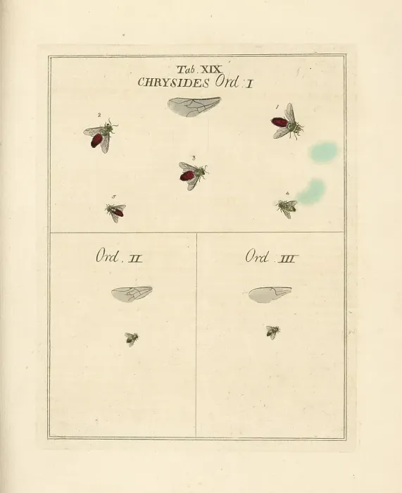 Framed Print : Species of cuckoo wasp Framed Print : Species of cuckoo wasp
