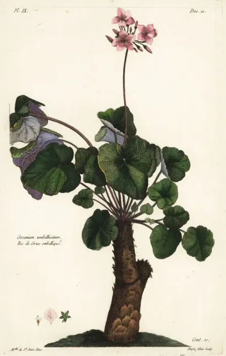 Framed Print : Species of geranium, Geranium umbellicatum Framed Print : Species of geranium, Geranium umbellicatum
