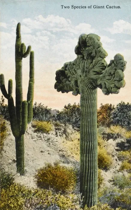 Framed Print : Two species of Giant Cactus - California Framed Print : Two species of Giant Cactus - California