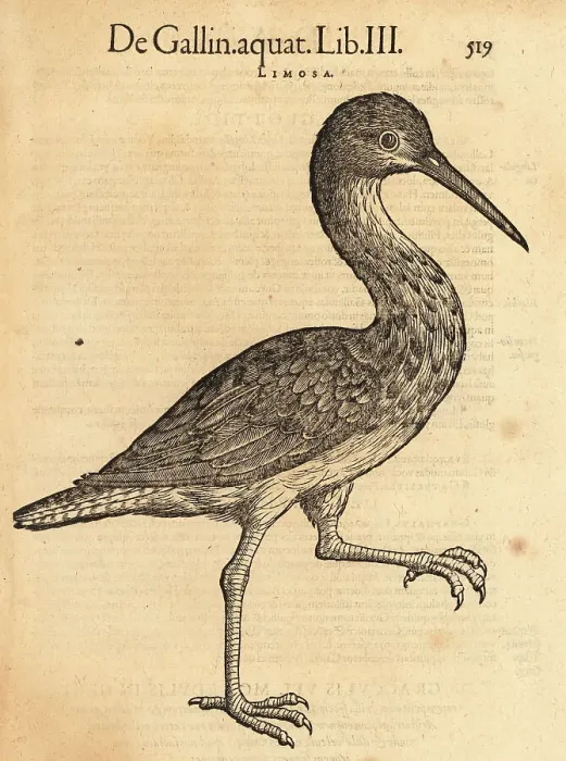 Framed Print : Species of godwit, Limosa species Framed Print : Species of godwit, Limosa species
