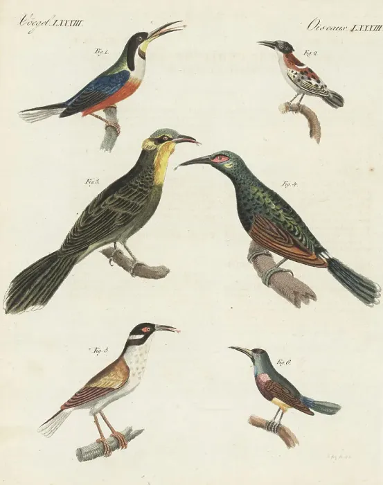 Framed Print : Species of honeyeaters, creepers and sunbirds Framed Print : Species of honeyeaters, creepers and sunbirds