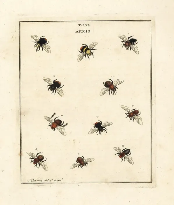 Framed Print : Species of humble-bees, bumblebees and mining bees Framed Print : Species of humble-bees, bumblebees and mining bees