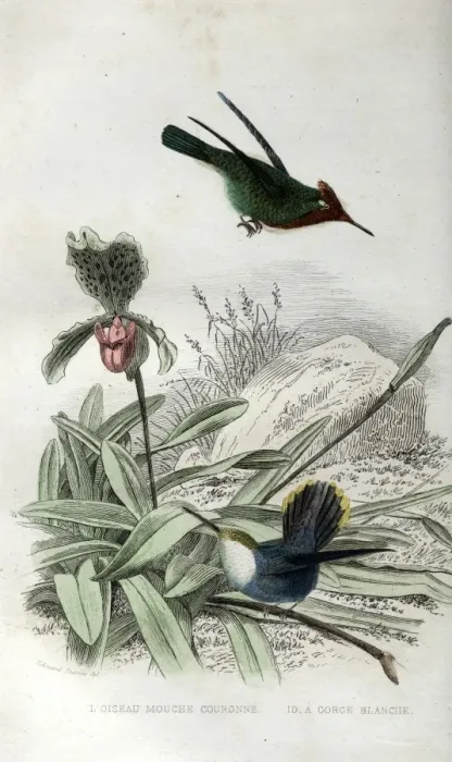 Framed Print : Two species of hummingbirds Framed Print : Two species of hummingbirds