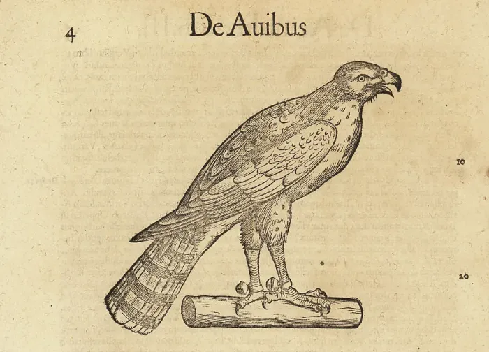 Framed Print : Species of hunting hawk, possibly the sparrowhawk or peregrine f Framed Print : Species of hunting hawk, possibly the sparrowhawk or peregrine f