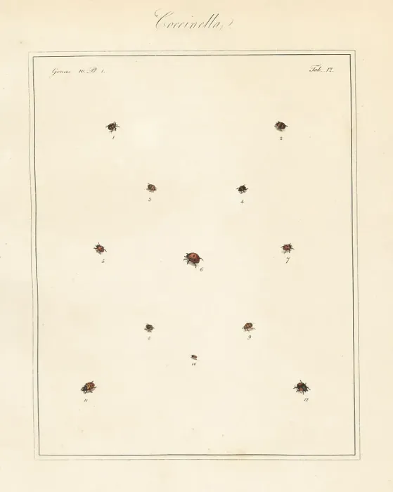 Framed Print : Species of ladybirds or ladybugs Framed Print : Species of ladybirds or ladybugs