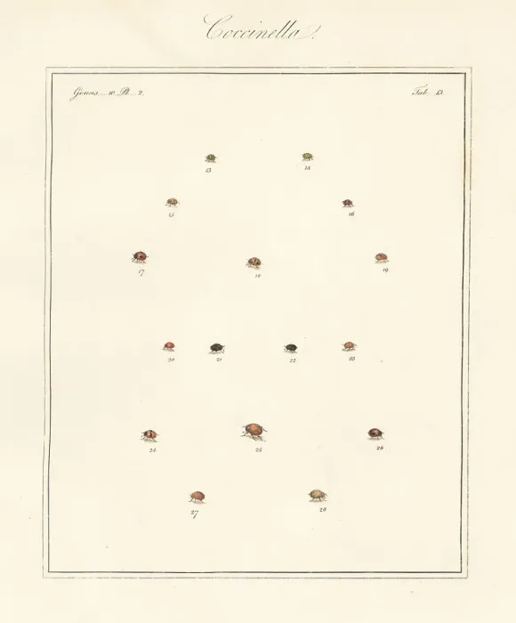 Framed Print : Species of ladybirds or ladybugs Framed Print : Species of ladybirds or ladybugs