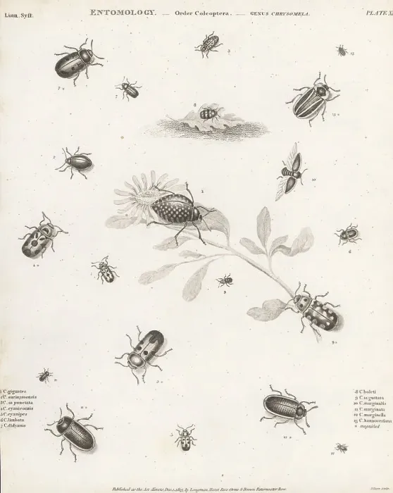 Framed Print : Species of leaf beetles Framed Print : Species of leaf beetles