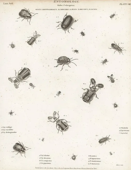 Framed Print : Species of leaf beetles, asparagus beetles, sand beetles, etc Framed Print : Species of leaf beetles, asparagus beetles, sand beetles, etc