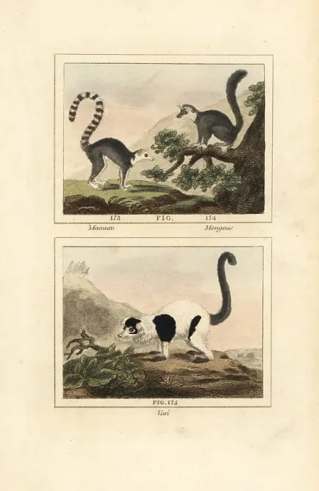 Framed Print : Species of lemur Framed Print : Species of lemur