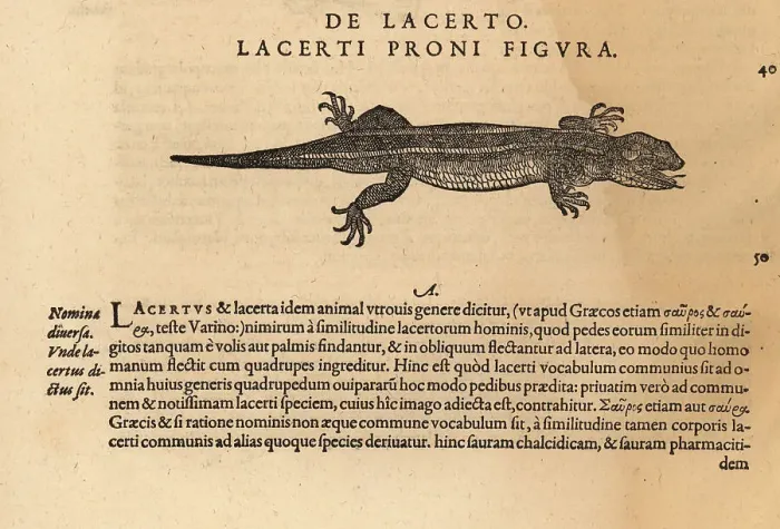 Framed Print : Species of lizard Framed Print : Species of lizard