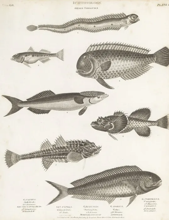 Framed Print : Species of mahi-mahi, bullhead, remora, goby, etc Framed Print : Species of mahi-mahi, bullhead, remora, goby, etc