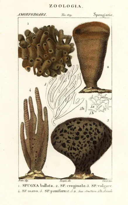 Framed Print : Species of marine demosponges and soft corals Framed Print : Species of marine demosponges and soft corals