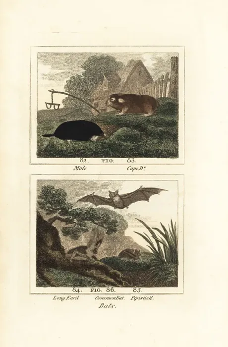 Framed Print : Species of mole, mole-rat and bats Framed Print : Species of mole, mole-rat and bats