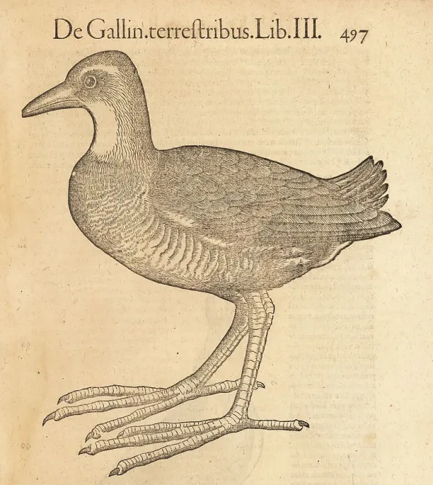 Framed Print : Species of moorhen, possibly the waterhen, Gallunula chloropus
