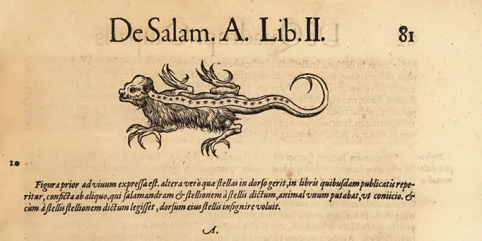 Framed Print : Species of mythical salamander Framed Print : Species of mythical salamander