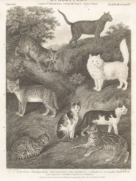 Cats Species Print, Copperplate Engraving, Art Prints
