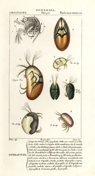 Framed Print : Species of ostracods Framed Print : Species of ostracods