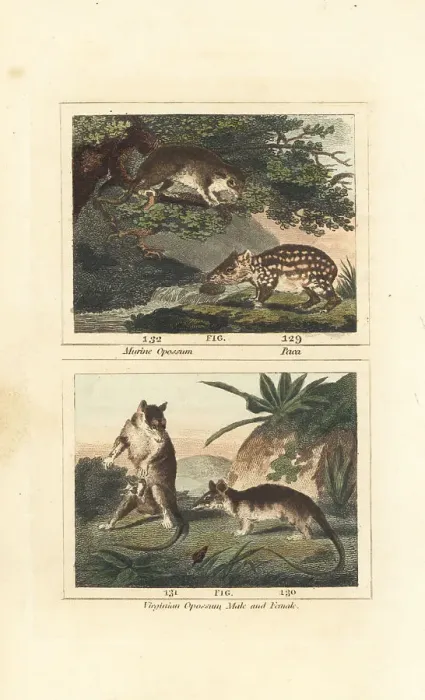 Framed Print : Species of paca and opossum