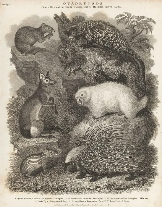 Framed Print : Species of porcupines and rodents Framed Print : Species of porcupines and rodents