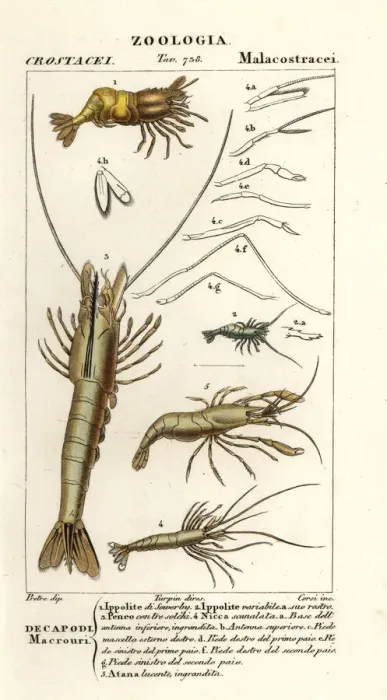 Framed Print : Species of shrimp Framed Print : Species of shrimp