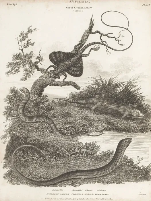 Framed Print : Species of skink, lizard and flying dragon Framed Print : Species of skink, lizard and flying dragon