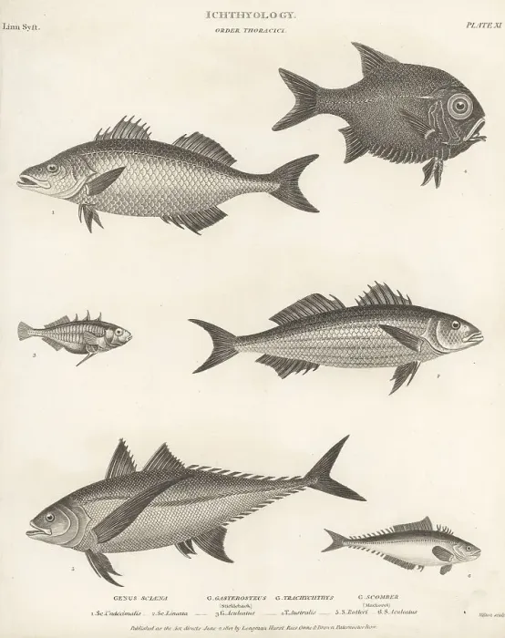 Framed Print : Species of snook, bass, stickleback, scad, etc Framed Print : Species of snook, bass, stickleback, scad, etc