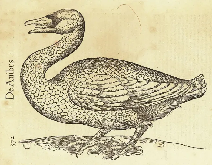 Framed Print : Species of swan, possibly the whooper swan or common swan, Cygnu Framed Print : Species of swan, possibly the whooper swan or common swan, Cygnu