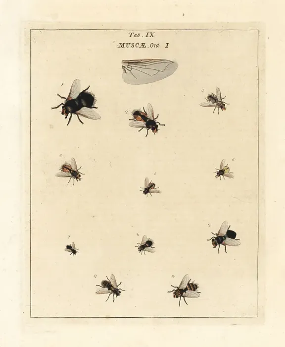 Framed Print : Species of tachinid flies Framed Print : Species of tachinid flies