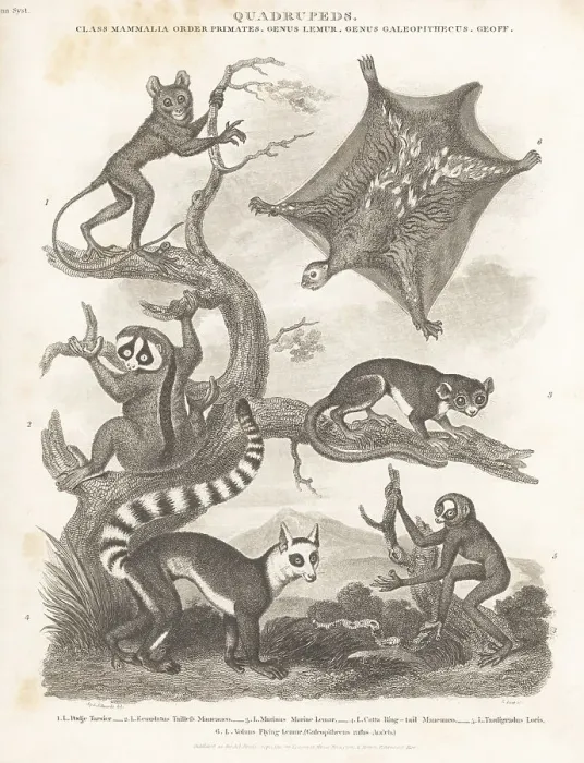 Framed Print : Species of tarsier, lemur and loris Framed Print : Species of tarsier, lemur and loris