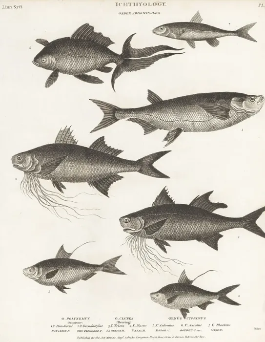 Framed Print : Species of threadfin, gizzard shad, goldfish, etc Framed Print : Species of threadfin, gizzard shad, goldfish, etc