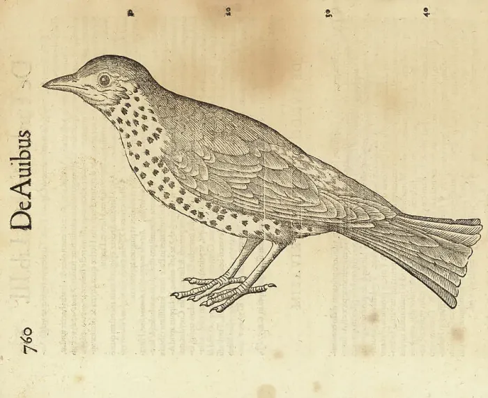 Framed Print : Species of thrush, possibly the song thrush, Turdus philomelos Framed Print : Species of thrush, possibly the song thrush, Turdus philomelos